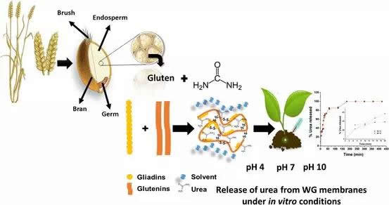 小麦面筋蛋白膜包装